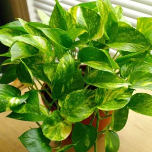 Golden Pothos Live Plant - Variegated Pothos Houseplant, 3-5 Inch Tall in 4 Inch Pot - Image 5