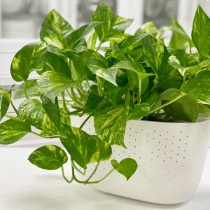 Golden Pothos Live Plant - Variegated Pothos Houseplant, 3-5 Inch Tall in 4 Inch Pot - Image 6