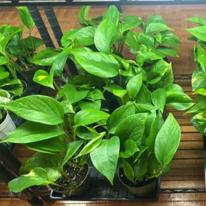 Golden Pothos Live Plant - Variegated Pothos Houseplant, 3-5 Inch Tall in 4 Inch Pot - Image 8