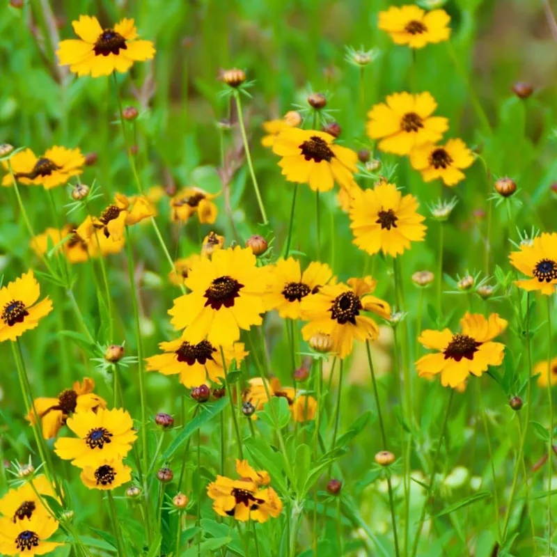 Golden Wave Tickseed Seeds – Coreopsis basalis Wildflower – 200 Seeds – Bright Yellow Blooms - Image 2