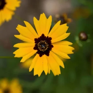 Golden Wave Tickseed Seeds – Coreopsis basalis Wildflower – 200 Seeds – Bright Yellow Blooms - Image 3