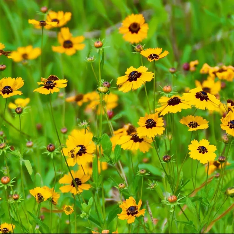 Golden Wave Tickseed Seeds – Coreopsis basalis Wildflower – 200 Seeds – Bright Yellow Blooms - Image 4