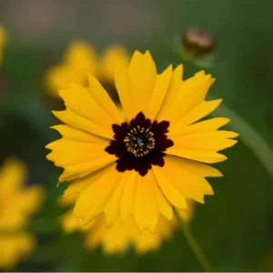 Golden Wave Tickseed Seeds – Coreopsis basalis Wildflower – 200 Seeds – Bright Yellow Blooms - Image 5