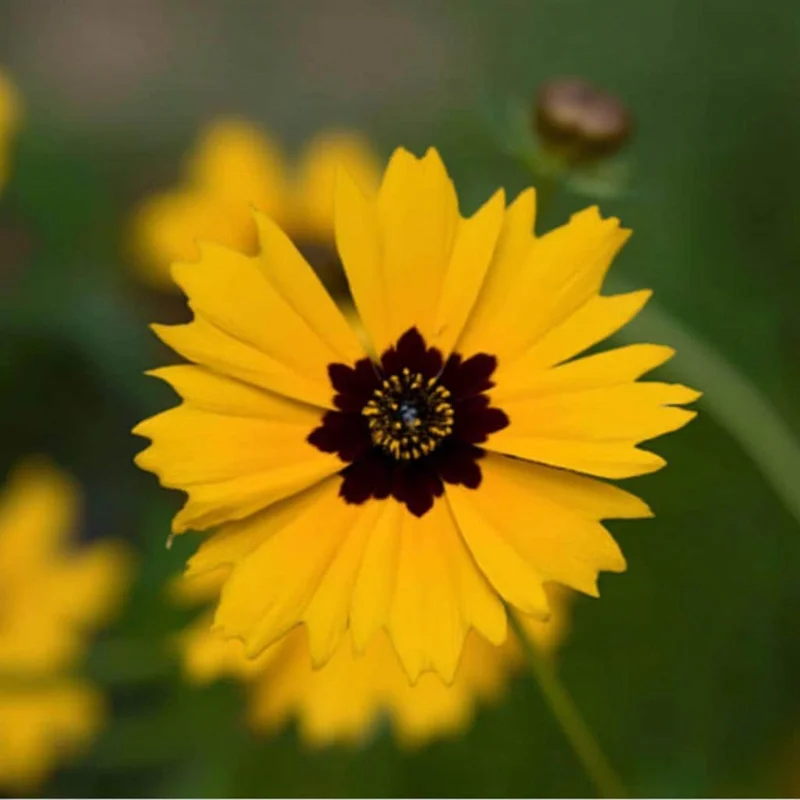 Golden Wave Tickseed Seeds – Coreopsis basalis Wildflower – 200 Seeds – Bright Yellow Blooms - Image 5
