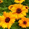 Golden Wave Tickseed Seeds – Coreopsis basalis Wildflower – 200 Seeds – Bright Yellow Blooms - Image 1