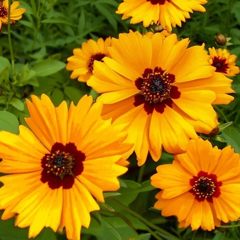 Golden Wave Tickseed Seeds – Coreopsis basalis Wildflower – 200 Seeds – Bright Yellow Blooms - Image 1