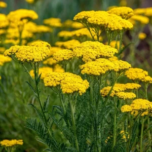Golden Yarrow Seeds - 500 Heirloom Achillea filipendulina for Pollinators - Image 5