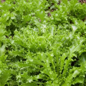 Green Curled Ruffec Endive Seeds - 200 Count - Crisp Leafy Greens for Salads - Image 2