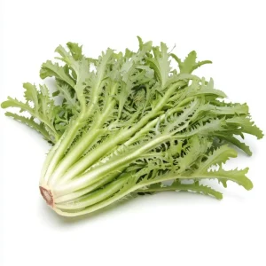 Green Curled Ruffec Endive Seeds - 200 Count - Crisp Leafy Greens for Salads - Image 4
