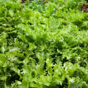 Green Curled Ruffec Endive Seeds - 200 Count - Crisp Leafy Greens for Salads - Image 5