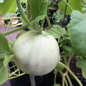 Green Flesh Honeydew Melon Seeds - 20 Count for Sweet, Juicy Melons - Image 4