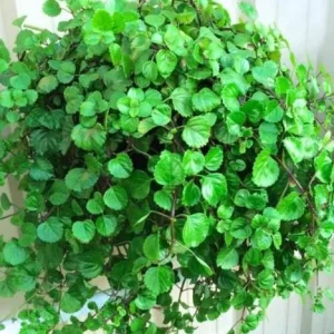 Green Swedish Ivy Live Plants, 2-Pack 4 Inch Pot Potted Houseplants Indoor/Outdoor - Image 2
