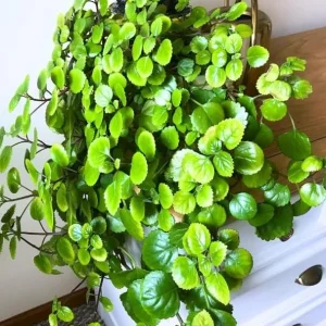 Green Swedish Ivy Live Plants, 2-Pack 4 Inch Pot Potted Houseplants Indoor/Outdoor - Image 6