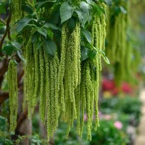 Green Tails Amaranth Seeds - 250-Count Packet for Cascading Green Blooms - Image 2