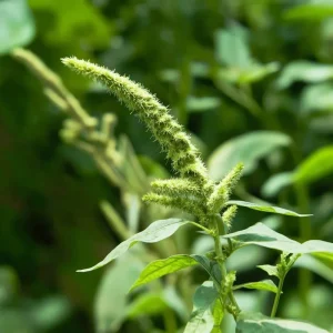 Green Tails Amaranth Seeds - 250-Count Packet for Cascading Green Blooms - Image 3