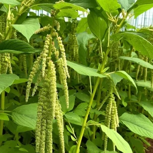 Green Tails Amaranth Seeds - 250-Count Packet for Cascading Green Blooms - Image 1