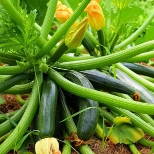 Green Zucchini Live Plant - Summer Squash - 3-5 in Tall in 4 in Pot - Outdoor - Image 2