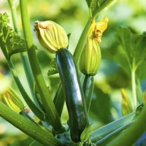 Green Zucchini Live Plant - Summer Squash - 3-5 in Tall in 4 in Pot - Outdoor - Image 3
