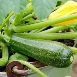 Green Zucchini Live Plant - Summer Squash - 3-5 in Tall in 4 in Pot - Outdoor - Image 4