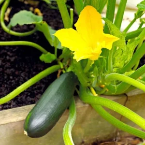 Green Zucchini Live Plant - Summer Squash - 3-5 in Tall in 4 in Pot - Outdoor - Image 6