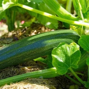 Green Zucchini Live Plant - Summer Squash - 3-5 in Tall in 4 in Pot - Outdoor - Image 7