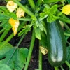 Green Zucchini Live Plant - Summer Squash Vegetable, 3-5 in Tall, 4 Inch Pot, Outdoor - Image 1