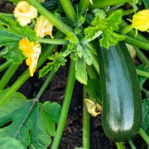 Green Zucchini Live Plant - Summer Squash Vegetable, 3-5 in Tall, 4 Inch Pot, Outdoor - Image 1