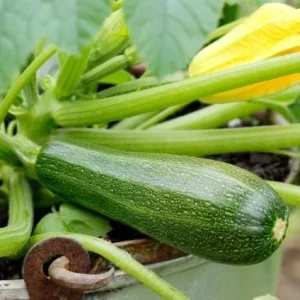 Green Zucchini Live Plant - Summer Squash Vegetable, 3-5 in Tall, 4 Inch Pot, Outdoor - Image 4