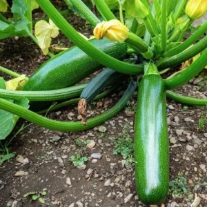 Green Zucchini Live Plant - Summer Squash Vegetable, 3-5 in Tall, 4 Inch Pot, Outdoor - Image 5