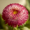 Habanera Mixed Bellis Daisy Seeds – 10 Seeds – Double Pompon Blooms – Outdoor - Image 1