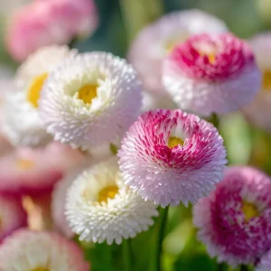 Habanera Mixed Bellis Daisy Seeds – 10 Seeds – Double Pompon Blooms – Outdoor - Image 5