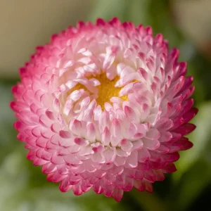 Habanera Mixed Bellis Daisy Seeds – 10 Seeds – Double Pompon Blooms – Outdoor - Image 7
