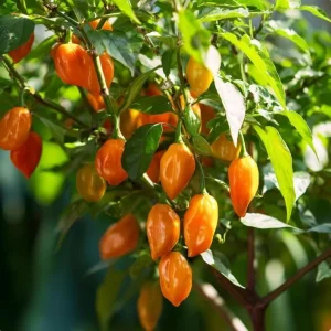Habanero Orange Hot Pepper Seeds - Capsicum chinense - 25 Seeds, Fiery Heat - Image 2