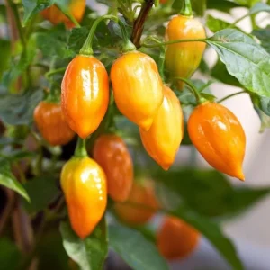 Habanero Orange Hot Pepper Seeds - Capsicum chinense - 25 Seeds, Fiery Heat - Image 4