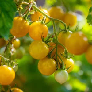 Hartman's Yellow Gooseberry Tomato Seeds – Sweet Heirloom Cherry – 25 Seeds – Outdoor - Image 4