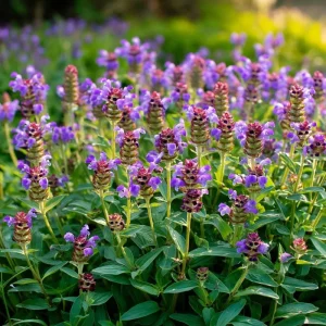 Heal All Prunella Vulgaris Seeds - 100 Purple Perennial Flower Seeds for Pollinators - Image 2