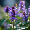 Heal All Prunella Vulgaris Seeds - 100 Purple Perennial Flower Seeds for Pollinators - Image 1