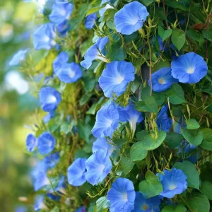 Heavenly Blue Morning Glory Seeds – Sky-Blue Climber, Pollinator Friendly (50 Seeds) - Image 3