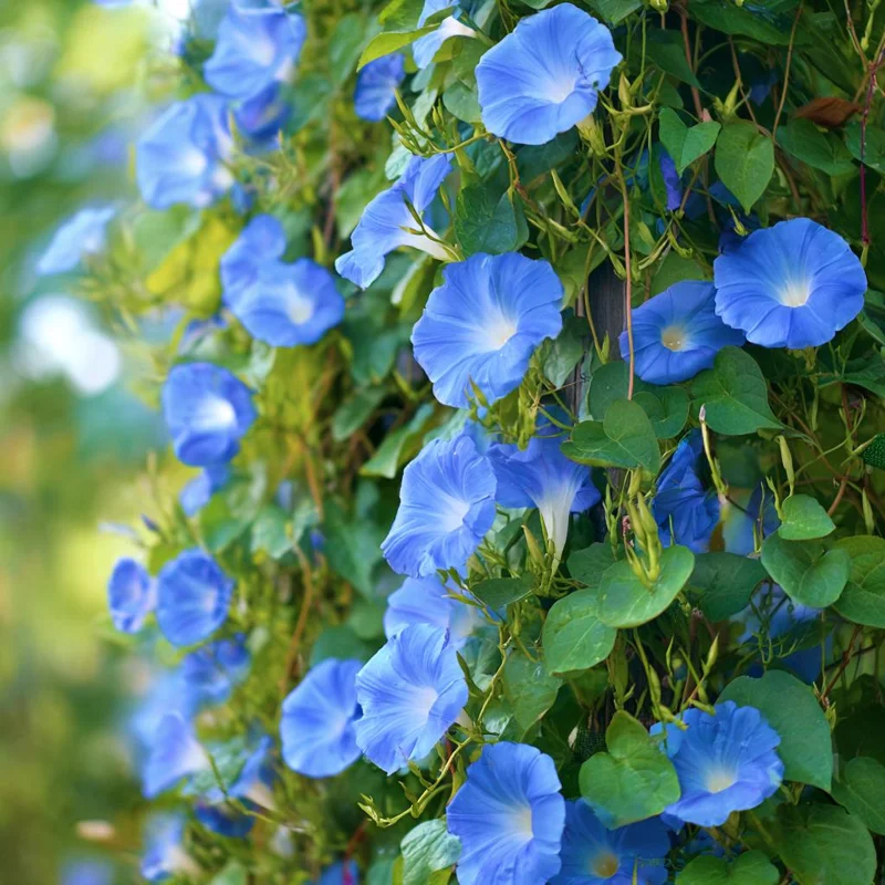 Heavenly Blue Morning Glory Seeds – Sky-Blue Climber, Pollinator Friendly (50 Seeds) - Image 3
