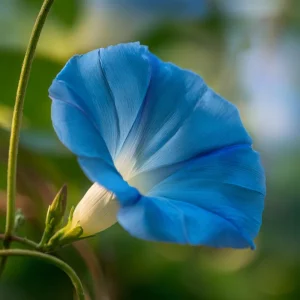 Heavenly Blue Morning Glory Seeds – Sky-Blue Climber, Pollinator Friendly (50 Seeds) - Image 4