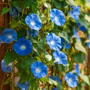 Heavenly Blue Morning Glory Seeds – Sky-Blue Climber, Pollinator Friendly (50 Seeds) - Image 5