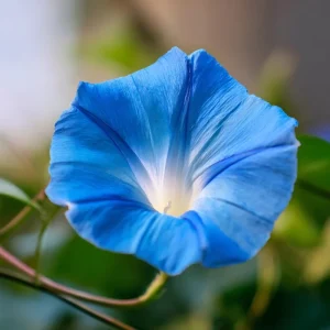 Heavenly Blue Morning Glory Seeds – Sky-Blue Climber, Pollinator Friendly (50 Seeds) - Image 7
