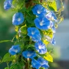 Heavenly Blue Morning Glory Seeds – Sky-Blue Climber, Pollinator Friendly (50 Seeds) - Image 1