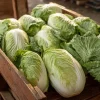 Heirloom Napa Cabbage Seeds – Chinese Cabbage – 100 Seed Pack – Easy Grow - Image 1