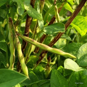 Heirloom Tiger's Eye Bush Bean Seeds – 25 Seeds – Nutty Flavor - Image 2