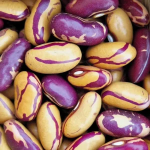 Heirloom Tiger's Eye Bush Bean Seeds – 25 Seeds – Nutty Flavor - Image 3