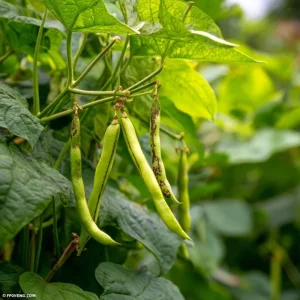 Heirloom Tiger's Eye Bush Bean Seeds – 25 Seeds – Nutty Flavor - Image 4