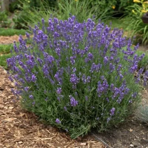 Hidcote Blue Lavender Live Plant - 4 Inch Pot, Cold Hardy Perennial Herb - Image 2