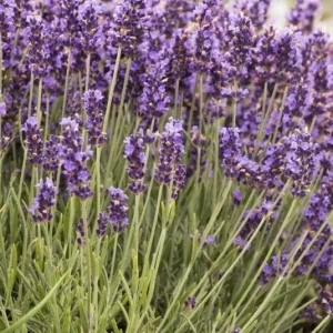 Hidcote Blue Lavender Live Plant - 4 Inch Pot, Cold Hardy Perennial Herb - Image 3