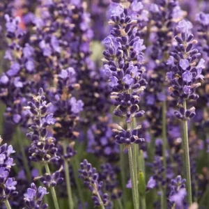 Hidcote Blue Lavender Live Plant - 4 Inch Pot, Cold Hardy Perennial Herb - Image 4